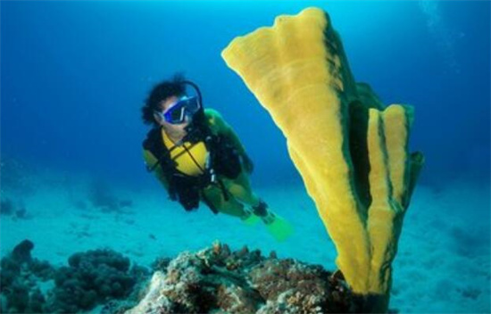 菲律賓潛水最多的地方是哪里呢(潛水地點<strong>最新</strong>介紹)