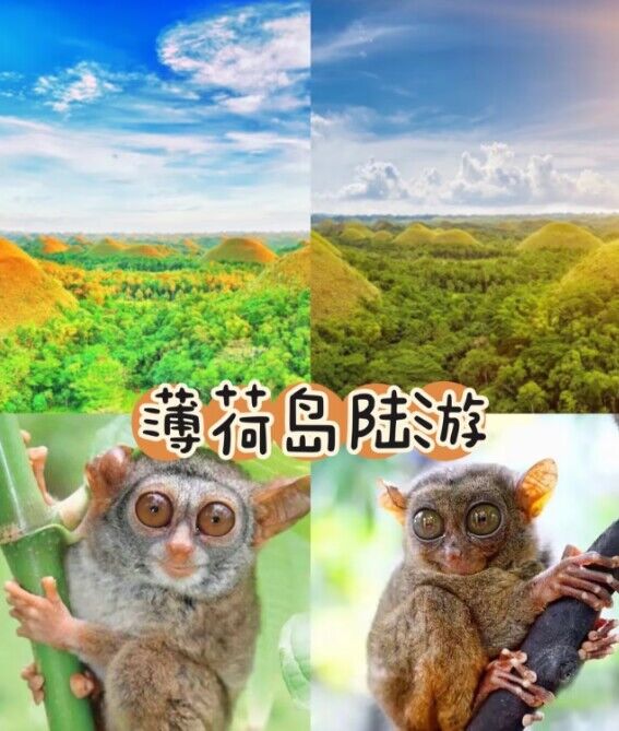 菲律賓宿務(wù)眼鏡猴