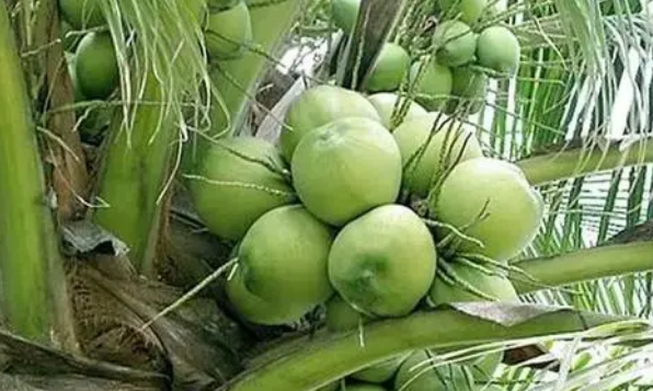 菲律賓椰子一個比索多少